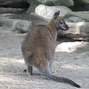 Red-necked wallaby