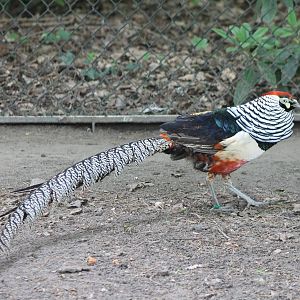 Lady Amherst pheasant