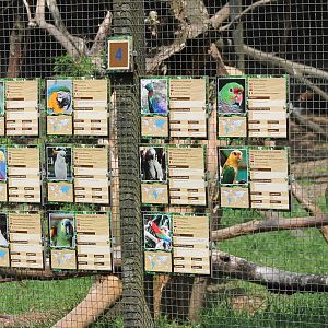 Yellow-headed amazon - and some signs