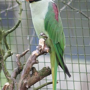 Alexandrine parakeet