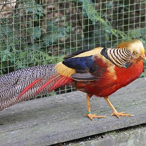 Golden pheasant