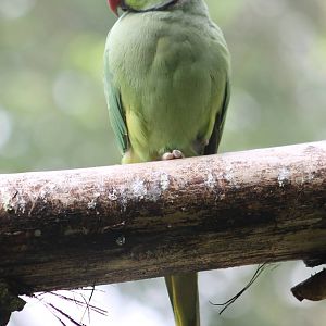 Rose-ringed parakeet
