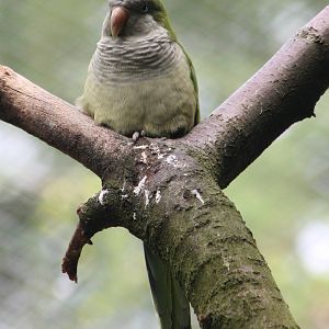 Monk parakeet