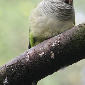 Monk parakeet