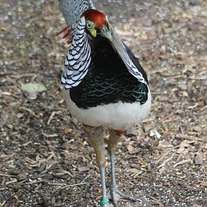 Lady Amherst pheasant
