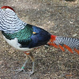 Lady Amherst pheasant
