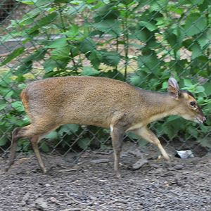 Muntjac