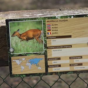 Sign Muntjac