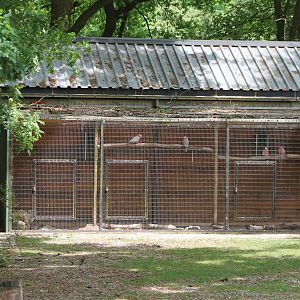 Galah aviary