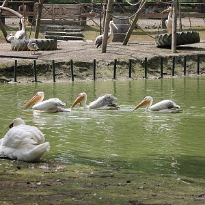 Waterfowl enclosure