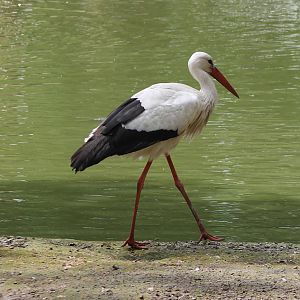 European white stork