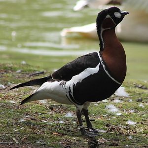 Red-breasted goose