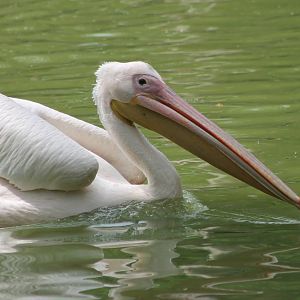 Great white pelican