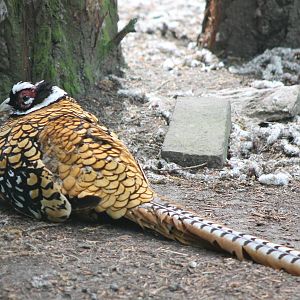Reeves pheasant