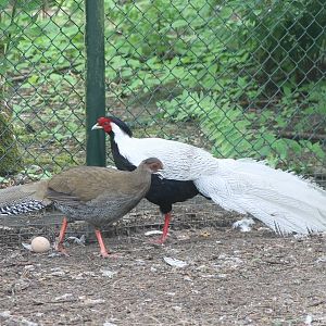 Silver pheasant pair with egg