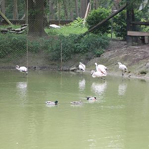 Flamingo enclosure
