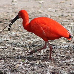 Scarlet ibis