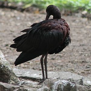 Glossy ibis