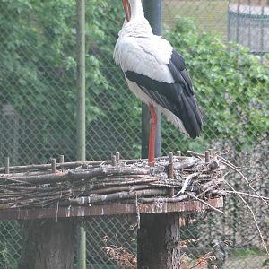 European white stork