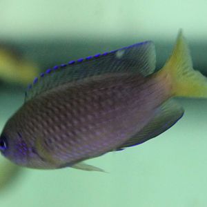 Fish ID