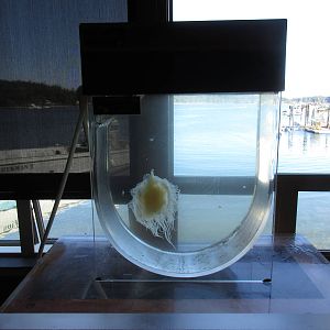 Ucluelet Aquarium - Fried Egg Jelly Exhibit