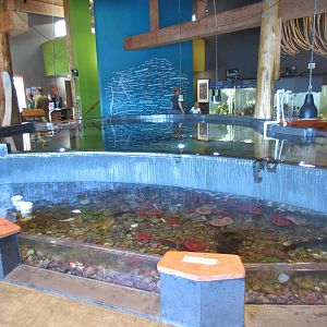 Ucluelet Aquarium - Two Main Tanks (one overflows into the other)