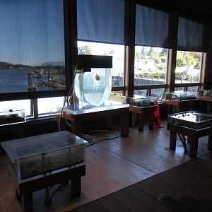 Ucluelet Aquarium - Touch Tanks