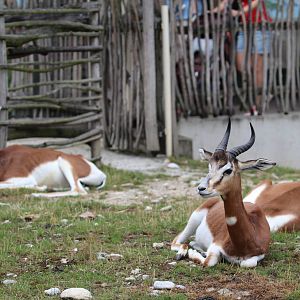 Mhorr gazelles, July 2016