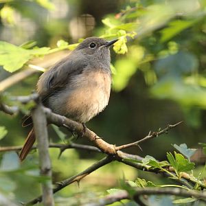 Redstart, July 2016