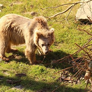 Himalayan brown bear, July 2016
