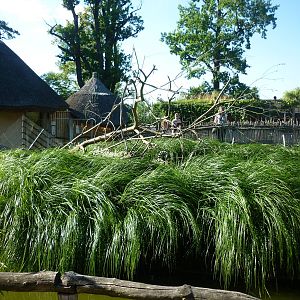 Lemur island, July 2016