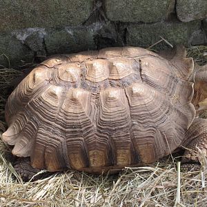 Butterfly World - African Spurred Tortoise
