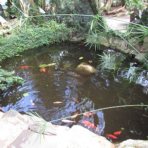 Butterfly World - Koi Pond
