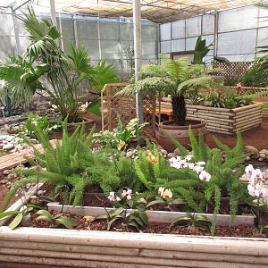 Butterfly World - Orchid Garden