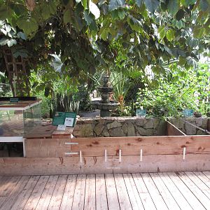 Butterfly World - African Spurred Tortoise + Red-Foot Tortoise Exhibits