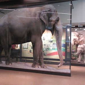 Elephant Lands (New in Dec. 2015) - $60 Million Project