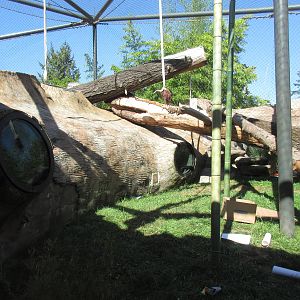 Orangutan/White-Cheeked Gibbon Exhibit