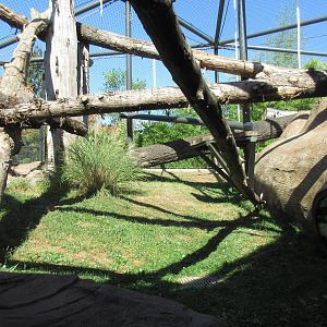 Orangutan/White-Cheeked Gibbon Exhibit