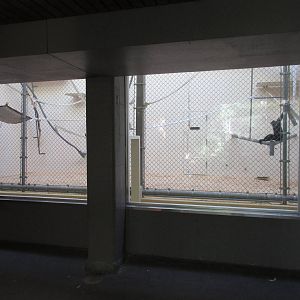 White-Cheeked Gibbon Indoor Exhibit