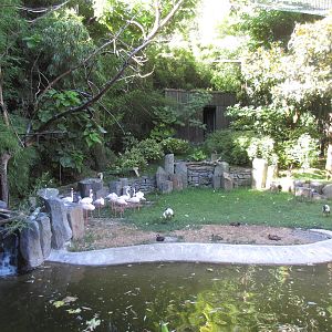 Walk-Through Aviary (8 Species)