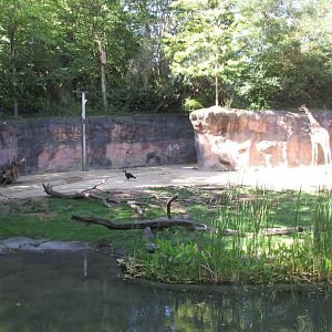 Reticulated Giraffe/Speke's Gazelle/Ground Hornbill Exhibit