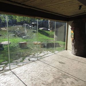 Predators of the Serengeti - Lion Exhibit
