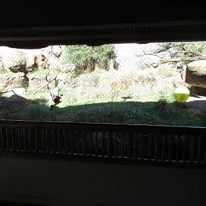 Predators of the Serengeti - Caracal Exhibit