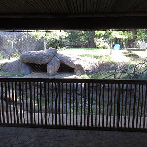 Predators of the Serengeti - African Wild Dog Exhibit