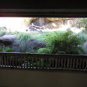 Predators of the Serengeti - Caracal Exhibit