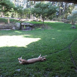 Predators of the Serengeti - Cheetah Exhibit