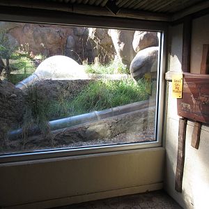 Predators of the Serengeti - Caracal Exhibit
