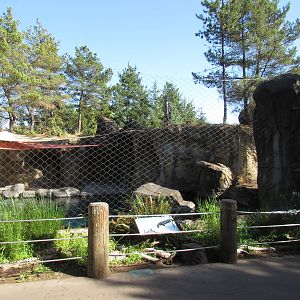 Harbour Seal Exhibit