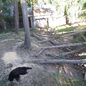 American Black Bear Exhibit (overhead view)