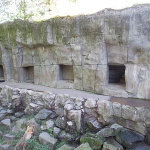 American Black Bear Exhibit (bear dens)